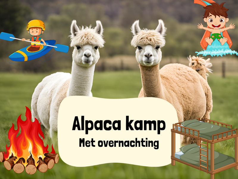 Alpaca Kamp (met overnachting)