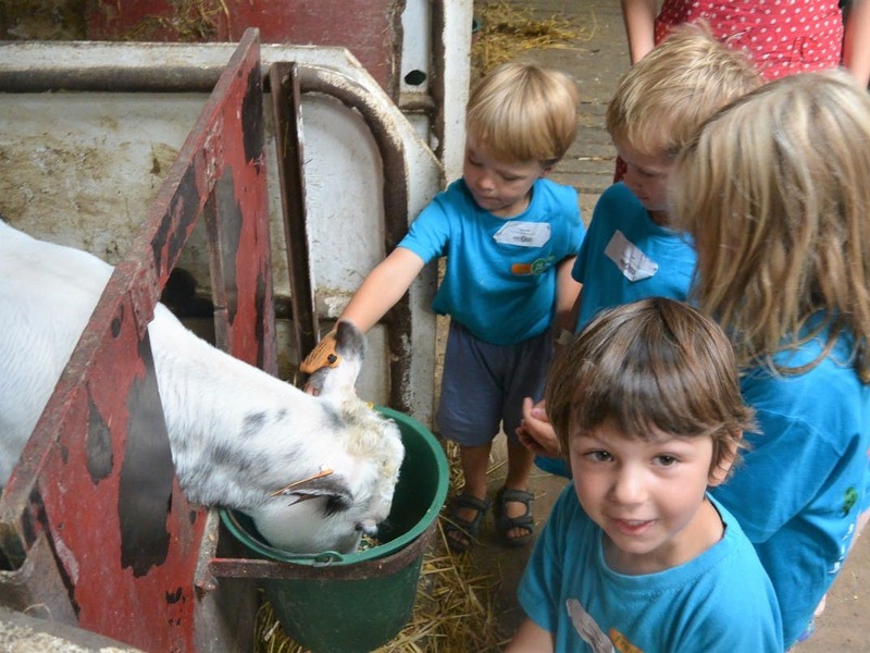Zotte Zebra's in de Zoo