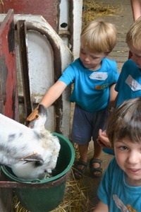 Zotte Zebra's in de Zoo