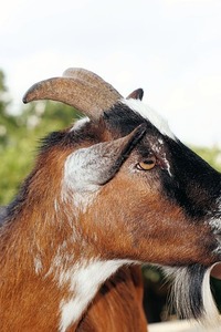 (Do en vrij) Welkom op de boerderij + kleuterfun