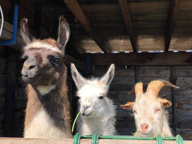 Boerderijkamp kleuter