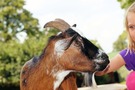 (Do en vrij) Welkom op de boerderij + kleuterfun