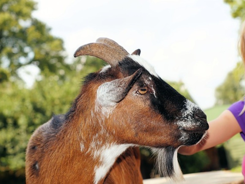 Welkom op de boerderij + kleuterkriebels