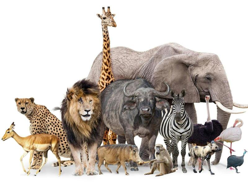 High Five vzw | Dierendorp