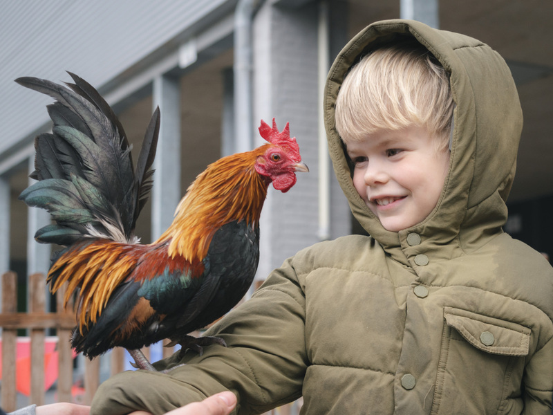Boerderij in de Stad