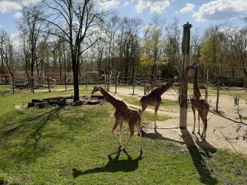 JEUGD: Joepla - wk 3 - uitstap kleuters & middengroep - Zoo Planckendael