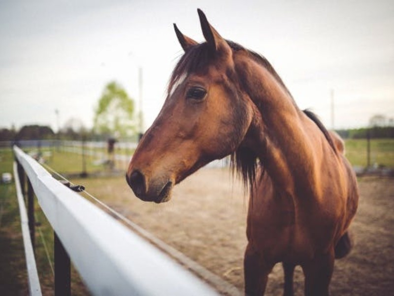 nm Pony- en paardrijden