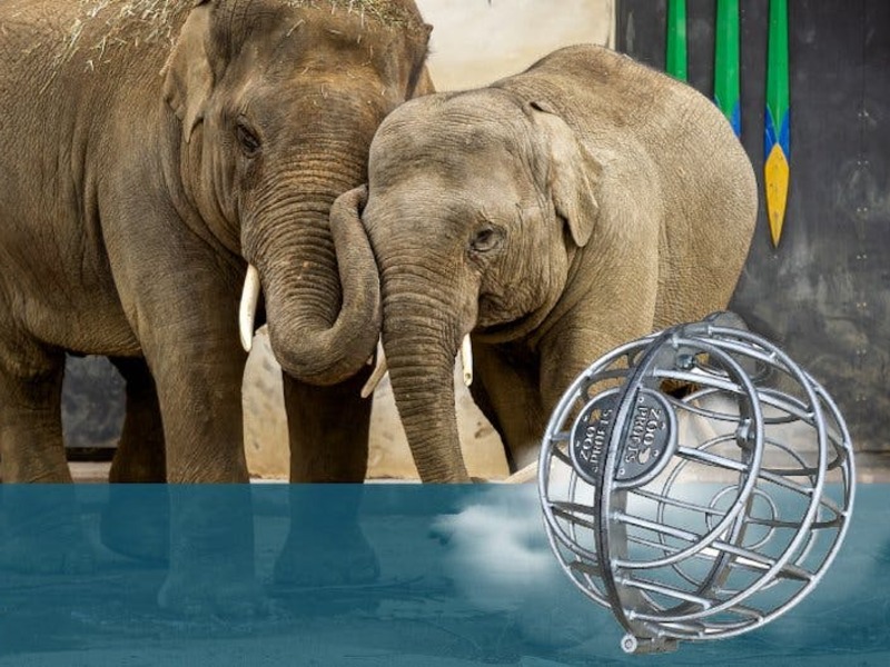 SPEELPLEIN WEEK 7 - Zoo Antwerpen (4-15 jaar)