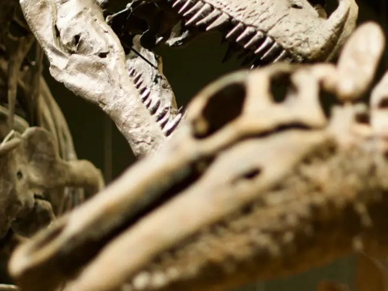 VOLT: Dinosauriërs Museum Brussel