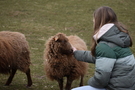 Boerderijleven