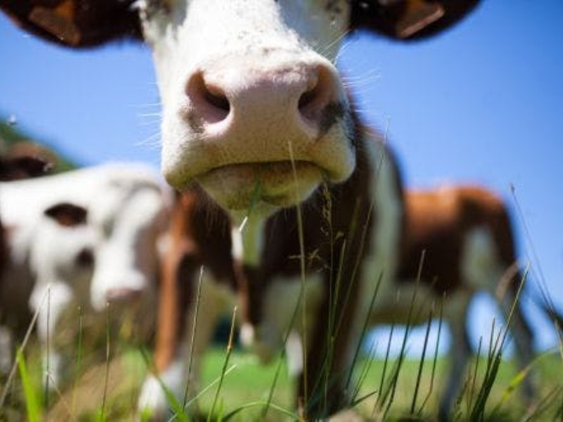 vd De boerderij