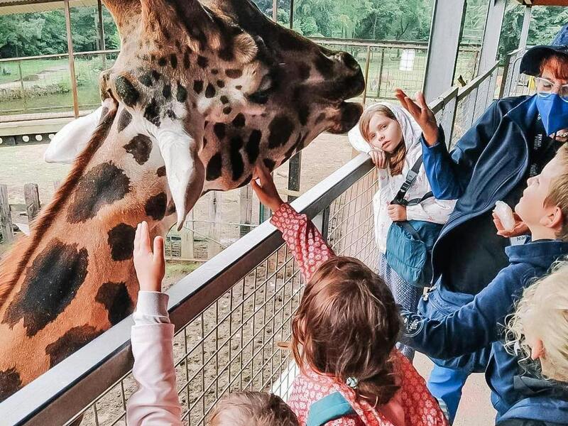 High Five vzw | Beestenboel