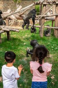 Kleuter dierenplezier