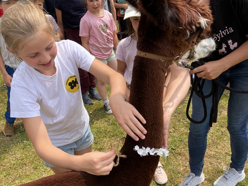 Alpaca- en ponythemakamp 