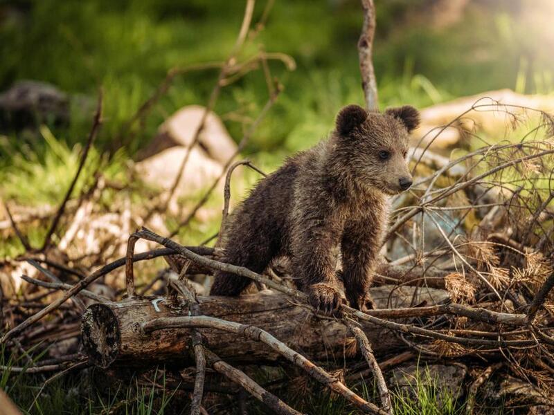 We gaan op berenjacht + kleuterkriebels