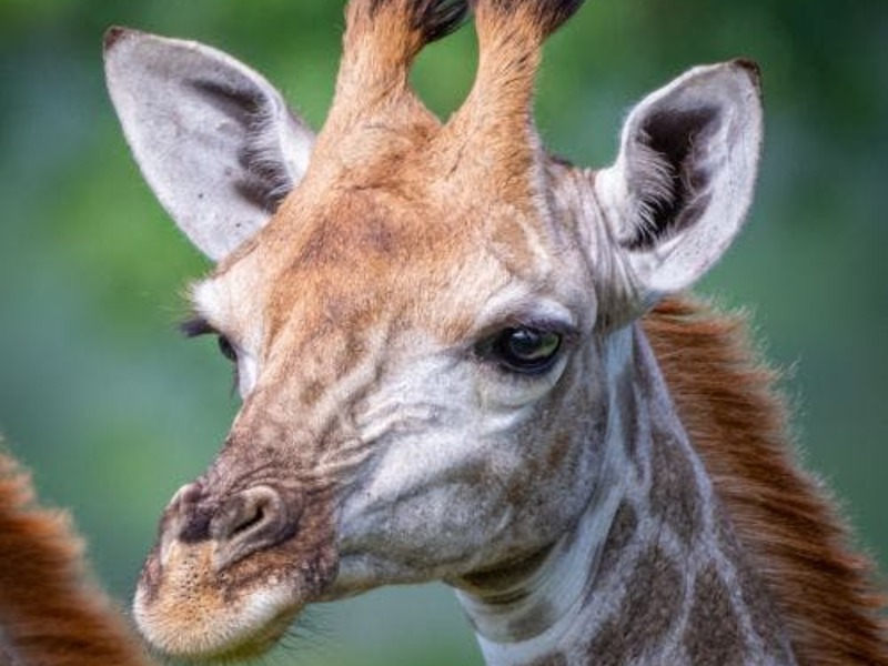 vd Dierenplezier