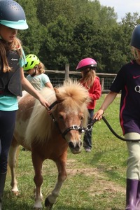 Pony Adventures (zonder overnachting)