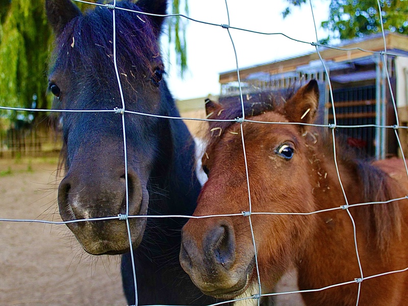 Groeikamp met pony’s