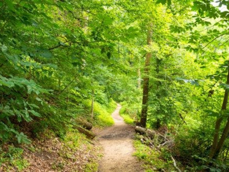 vm Het fluisterbos