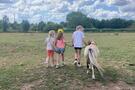 Hol met je knol