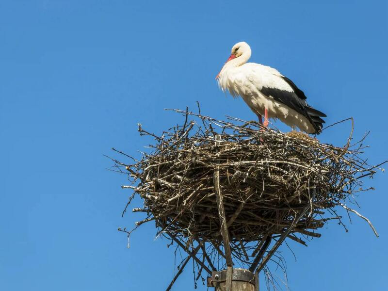 VOLT: Natuurreservaat 't Zwin