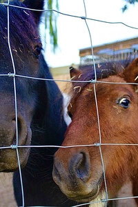 Groeikamp met pony’s