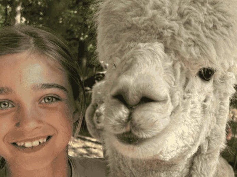 ASS: Alpaca-kamp