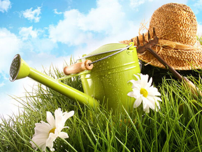 Groene vingers voor beginners